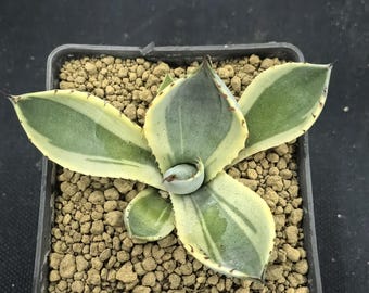 Agave parryi var. truncata Planta viva variegada Hojas grandes Bajo mantenimiento Suculenta sana Plantas de regalo para inauguración de casa Ejemplar raro
