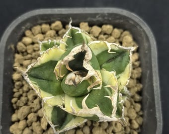 Agave titanota 'South African White Diamonds' Bonte levende plant levend succulent housewarming cadeau planten zeldzaam exemplaar zeldzame aroid plant