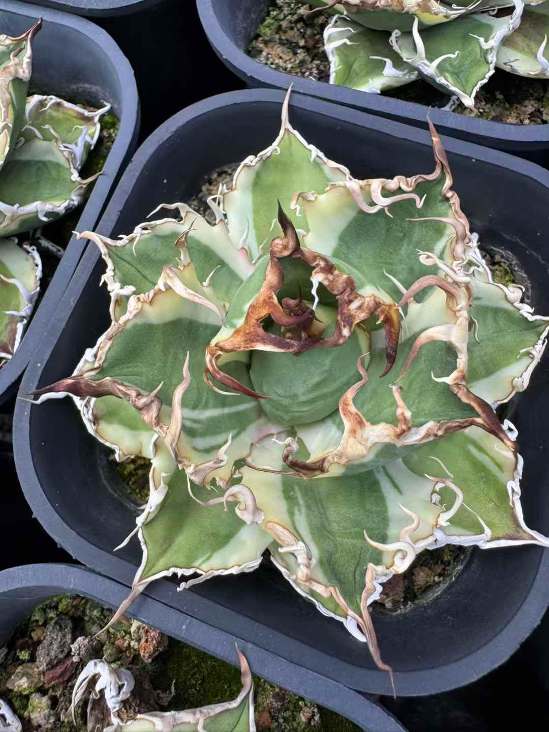 Variegated Agave Titanota - Etsy Canada