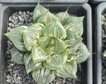 Haworthia sansenjyu variegated live plant Low maintenance Healthy Succulent Housewarming Gift Plants home boobie gift rare aroid plant