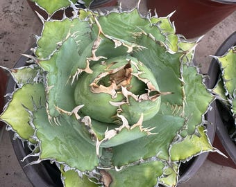 Yori アガベ　パラサナ×パリートランカータ　ハイブリッド　希少 Agave Parryi Truncata 'Orizaba' - アガベ パリー トランカタ
