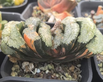 ハオルチア・トランカータ 'ホクサイ' var. バリエガタ 生きた植物 手入れが簡単 健康な多肉植物 新築祝いの贈り物 珍しいサトイモ科植物