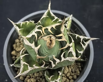 Agave Titanota (agave 'lion's Mane') - Etsy