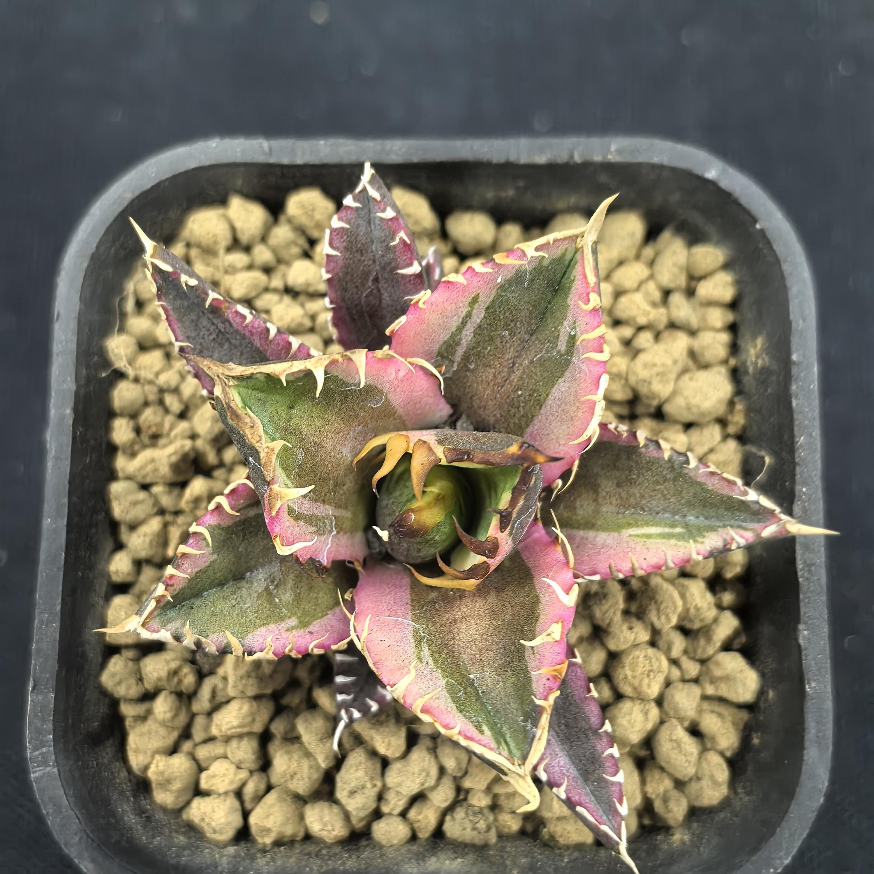 Agave Titanota 'red Catweazle' Variegated Live Plant Large Leaf