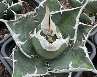 Agave Titanota 'caesar' - アガベ チタノタ “シーザー” - 凱撒嚴龍 Agave Titanota 'caesar' - アガベ チタノタ “シーザー” - 凱撒嚴龍