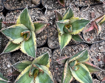 Agave venom marginata, planta viva variegada, ideal como regalo de inauguración de casa. Un vínculo emocional: un tributo a la resiliencia, el sacrificio y la despedida.