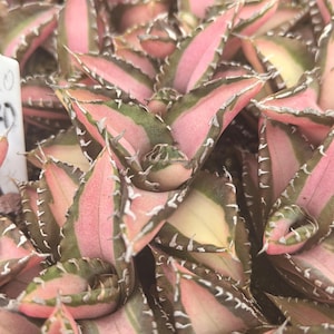 Agave Titanota 'red Catweazle' Variegated Live Plant Large Leaf