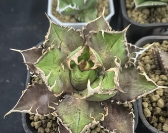 Agave Titanota 'caesar' - アガベ チタノタ “シーザー” - 凱撒嚴龍