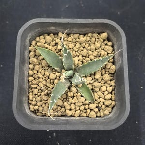Puede incluir: Una pequeña planta suculenta verde con hojas puntiagudas y bordes blancos, plantada en una maceta negra cuadrada. La planta está rodeada de pequeñas piedras de color marrón claro. Las hojas están dispuestas en forma de estrella.
