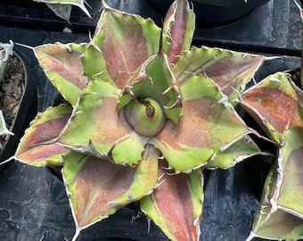 Agave Parryi Truncata 'Orizaba' - アガベ パリー トランカタ