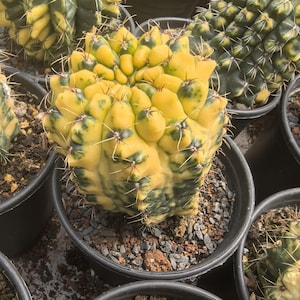 Puede incluir: Un cactus variegado en una maceta de plástico negra, con un cuerpo redondeado y segmentado que presenta un patrón llamativo de manchas de color amarillo brillante y verde bosque profundo. La planta tiene pequeñas espinas claras en cada segmento.