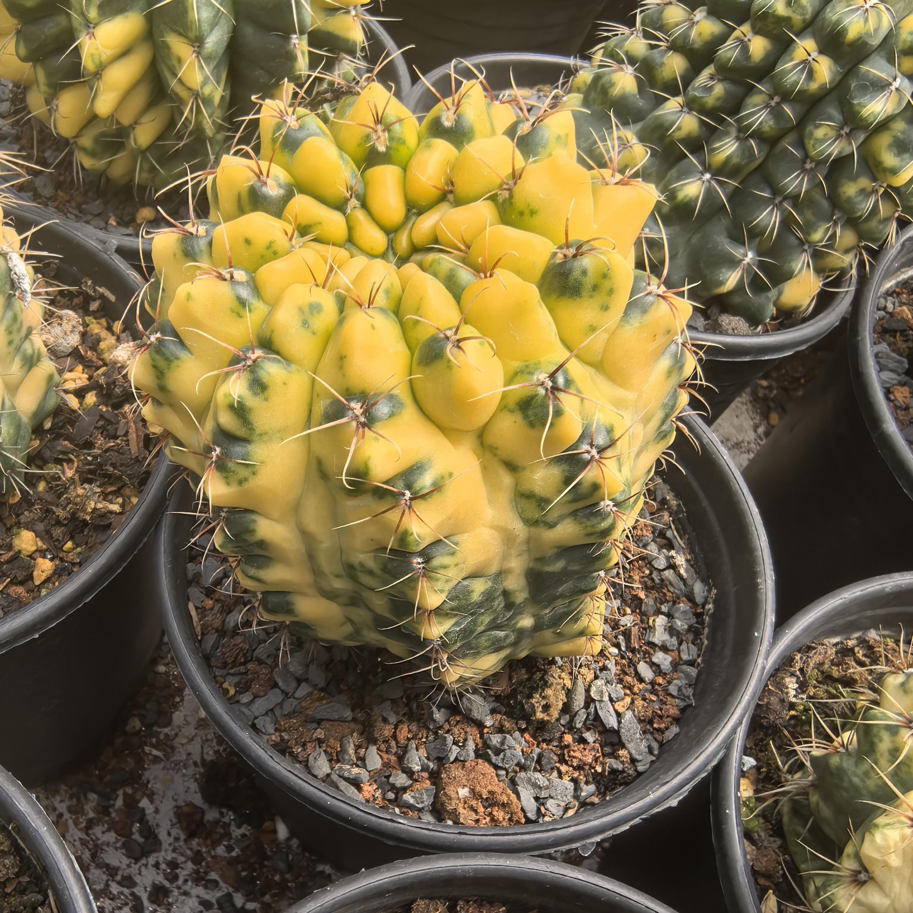 Variegated Astrophytum Kikko - Etsy