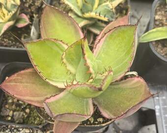 パリーパリー　斑入り　US株　希少株 Agave Parryi Truncata 'Orizaba' - アガベ パリー トランカタ