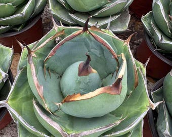 Agave Titanota Juggernaut, planta viva, hojas grandes, bajo mantenimiento, suculenta saludable, regalo ideal para inauguración de casa, vínculo emocional, ejemplar raro.