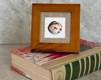 Framed Coastal Seashell Art | Real Shell Wall Decor | Beach Cottage Decor | Small Neutral Coastal Frame | Gulf Coast Shell Art