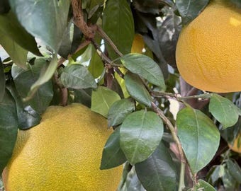 Live Pomelo Tree Seedling | Citrus Maxima Starter Plant | Exotic Fruit Tree Home Garden