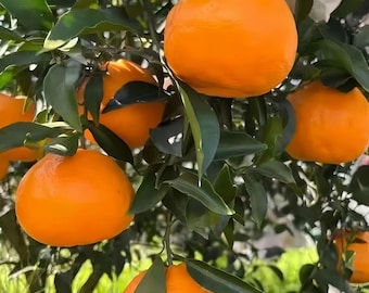 Dekopon Citrus Tree – Grafted Shiranui Mandarin Sapling, Bare Root Fruit Tree