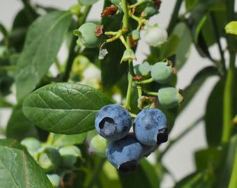 Organic Blueberry Plants – Sweet Highbush Seedlings, Bare Root/Potted, Easy Grow Home Garden