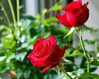 Live Red Rose Seedling, Fragrant Hardy Potted Plant, Garden Ready Starter