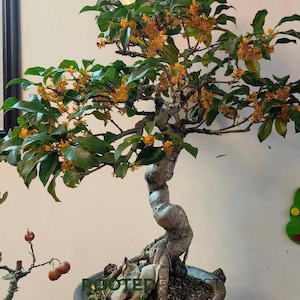 May include: A bonsai tree with a twisted trunk and lush green leaves. Clusters of small, orange flowers bloom throughout the branches. The tree is planted in a gray ceramic pot, showcasing a miniature, cultivated landscape.