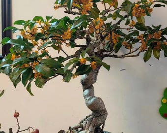 Fragrant Osmanthus Plant | Sweet Tea Olive Evergreen Shrub, Indoor/Outdoor Starter