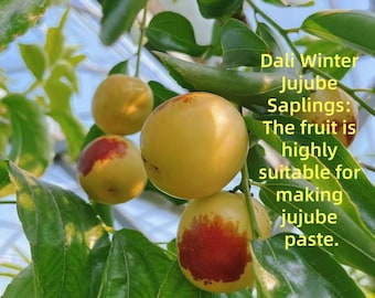 Dali Winter Jujube Saplings | Sweet Fruit Trees for Home Gardens, Jujube Paste Making