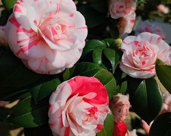 Rare Shiba Xueshi Camellia Japonica Live Plant - 18 Scholars Formal Double Camellia - Bare Root Starter Plant