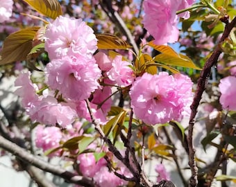Kanzan Cherry Blossom Sapling, Double Pink Flower Japanese Sakura Tree, Live Bare Root Plant, Vibrant Spring Blooming Cottage Garden Tree