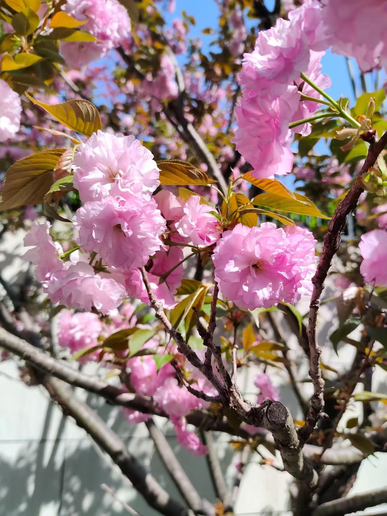 Japanese Cherry Blossom Saplings - Etsy