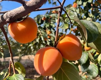 Grafted 'Fuyu' Persimmon — Bare-Root — Sweet, Seedless, and Astringency-Free (Live Plant)