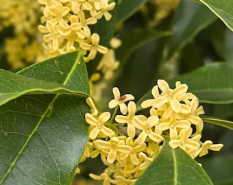 Four Seasons Sweet Olive Live Plant - Osmanthus Fragrans 'Sikizaki' Reblooming Tea Olive - Bare Root Starter Plant