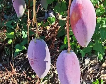 Rare Zihua Purple Mango Tree | Grafted Bare Root Sapling (Live Plant)