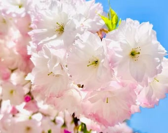 Live Shogetsu Cherry Blossom Sapling - Bare Root Japanese Flowering Cherry Tree - Double Pink to White Blooms - Rare Garden Plant