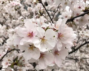 Yoshino Cherry Blossom Tree Sapling, Iconic Pink White Flowering Sakura, Live Bare Root Tree for Yard Landscaping, Fast Growing Spring Bloom