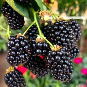 May include: A cluster of ripe blackberries hanging from a green stem with leaves. The fruit consists of numerous small, glossy, dark purple to black drupelets tightly packed together in a rounded shape, showing natural textures and highlights.