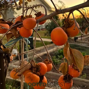 Grafted Fuyu Persimmon Tree, Sweet Seedless Non-Astringent Fruit Sapling