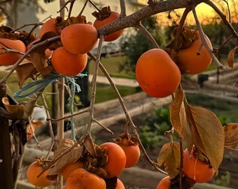 Grafted Fuyu Persimmon Tree, Sweet Seedless Non-Astringent Fruit Sapling