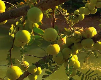 Amla Tree Seedling | Indian Gooseberry Plant, Phyllanthus Emblica Starter Tree