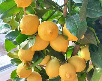 Potted Lemon Tree –  Citrus Plant,Fruit Bearing Indoor/Outdoor Fragrant Blossoms