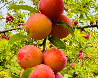 Live Red Plum Tree Seedling | Sweet Edible Fruit Starter Plant, Bare Root Sapling