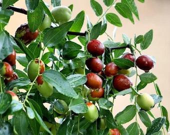 Live Jujube Tree – Sweet Edible Fruit Sapling, Potted Plant-jujube-jujube plant-jujube tree  plant