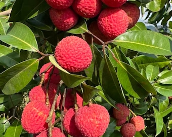 Grafted Bing Lychee Tree | Rare Ice Lychee Bare Root Sapling, Tropical Fruit Plant