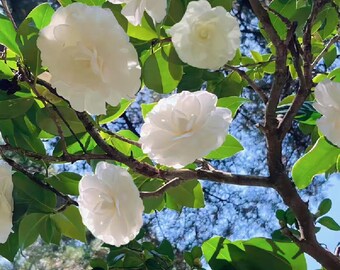 White Camellia Japonica Live Plant - Pure White Formal Double Blooms - Bare Root Starter Plant