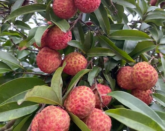 Grafted Nuomici Lychee Tree | Sticky Rice Bare Root Sapling, Giant Tropical Fruit Plant