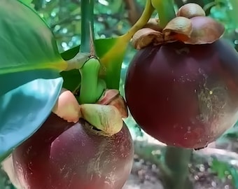 Grafted Seashore Mangosteen Tree, Rare Exotic Fruit Sapling, Garcinia Hombroniana Live Plant