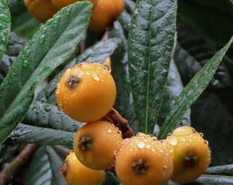 Live Loquat Tree Seedling | Eriobotrya japonica Fruit Plant, Evergreen Starter Home Garden