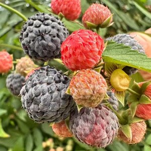 May include: A cluster of raspberries in various stages of ripeness, featuring deep black, bright red, and pale orange berries with textured, bumpy surfaces. The fruit is attached to green stems with small, serrated green leaves visible nearby.