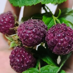 May include: A cluster of four ripe, dark purple blackberries with a textured, bumpy surface. The berries are attached to green stems with several vibrant green leaves visible, showcasing the natural, rounded shape of the fruit in detail.