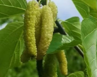 Golden White Pakistani Mulberry Tree | Grafted Bare Root Sapling, Honey Sweet, Stain-Free Fruit