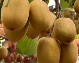 Grafted Golden Kiwi Sapling, Bare Root Fruit Vine, Smooth Yellow Kiwifruit Tree